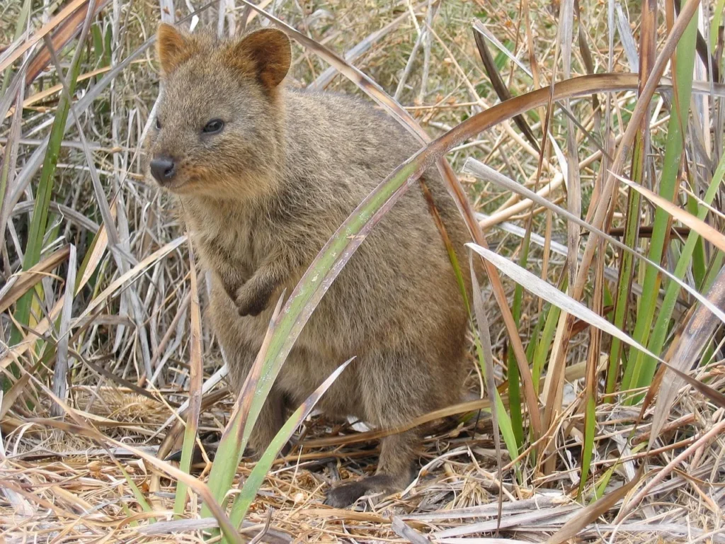 quokka pet for sale , can you have a quokka as a pet in Australia , can a quokka kill you , can you own a quokka as a pet , quokki pets, quokka as a pet,