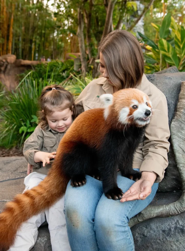 red panda as a pet ,
red panda as a pet UK ,
red panda as a pet reddit ,
red panda as a pet price ,
red panda as a pet for sale ,
can you have a red panda as a pet ,
can u have a red panda as a pet ,
can i keep a red panda as a pet ,
can i own a red panda as a pet ,
can i buy a red panda as a pet,,