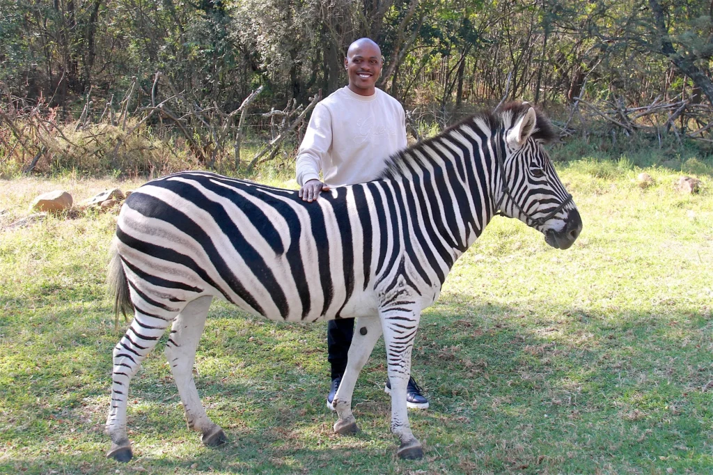 zebra as a pet, pet zebra for sale , what states can you own a zebra , can you own a zebra in texas , how much does a pet zebra cost , can you own a zebra in florida , can you own a zebra in illinois , are zebras aggressive , can you ride a zebra;