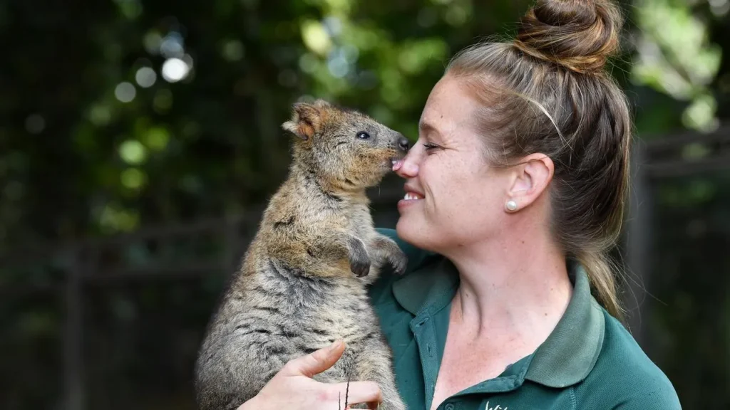 quokka pet for sale , can you have a quokka as a pet in Australia , can a quokka kill you , can you own a quokka as a pet , quokki pets, quokka as a pet,