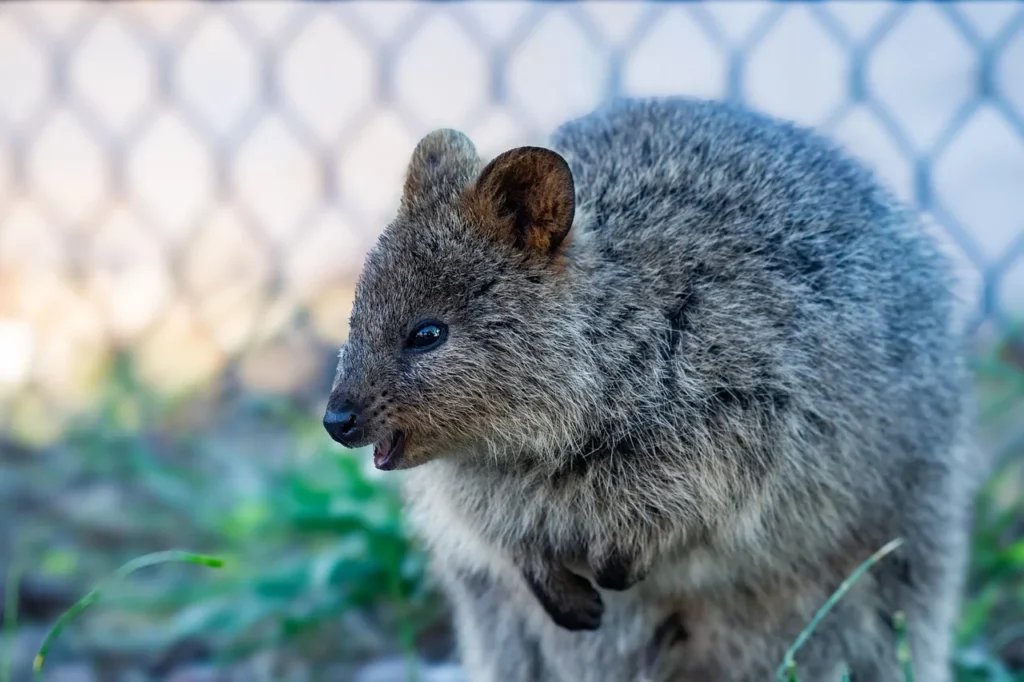 quokka pet for sale , can you have a quokka as a pet in Australia , can a quokka kill you , can you own a quokka as a pet , quokki pets, quokka as a pet,