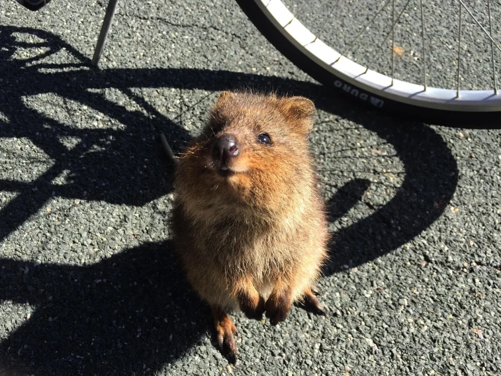 quokka pet for sale , can you have a quokka as a pet in Australia , can a quokka kill you , can you own a quokka as a pet , quokki pets, quokka as a pet,