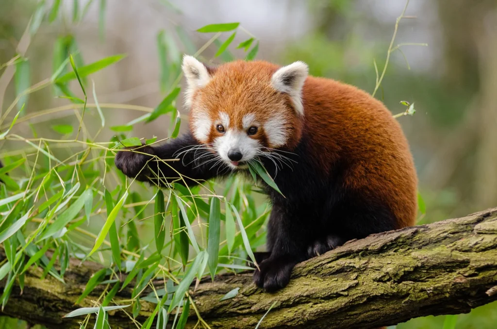 red panda as a pet , red panda as a pet UK , red panda as a pet reddit , red panda as a pet price , red panda as a pet for sale , can you have a red panda as a pet , can u have a red panda as a pet , can i keep a red panda as a pet , can i own a red panda as a pet , can i buy a red panda as a pet,,