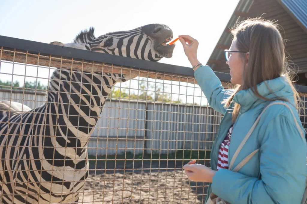 zebra as a pet, pet zebra for sale , what states can you own a zebra , can you own a zebra in texas , how much does a pet zebra cost , can you own a zebra in florida , can you own a zebra in illinois , are zebras aggressive , can you ride a zebra;