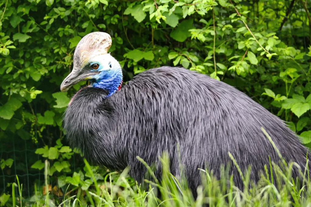 can you pet a cassowary cassowary bird pet can i own a cassowary as a pet dwarf cassowary pet can a cassowary be a pet