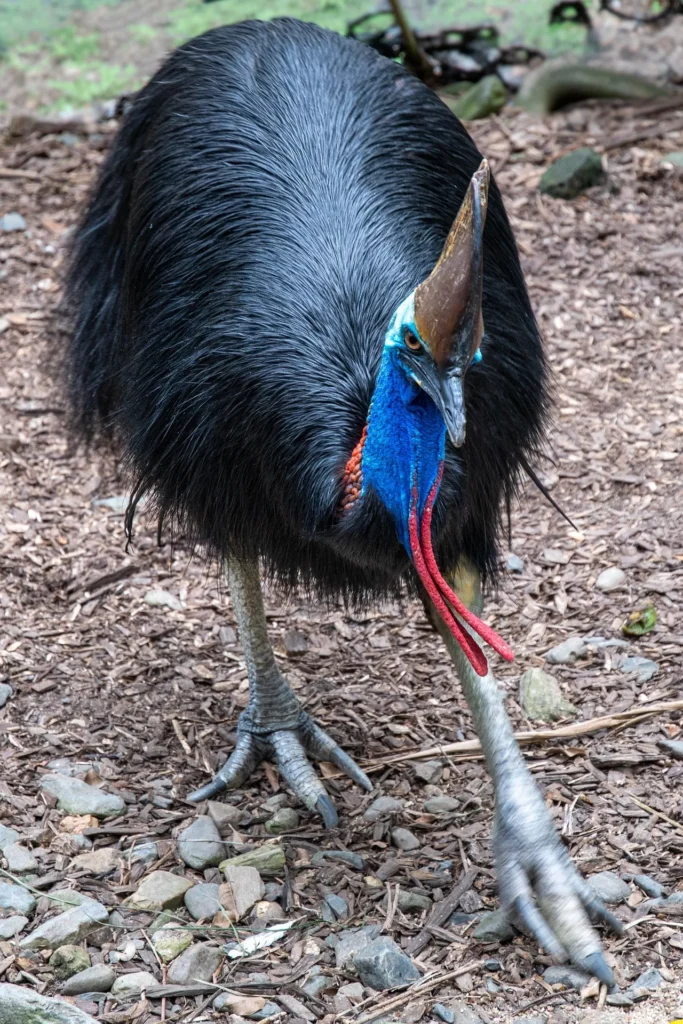 can you pet a cassowary cassowary bird pet can i own a cassowary as a pet dwarf cassowary pet can a cassowary be a pet