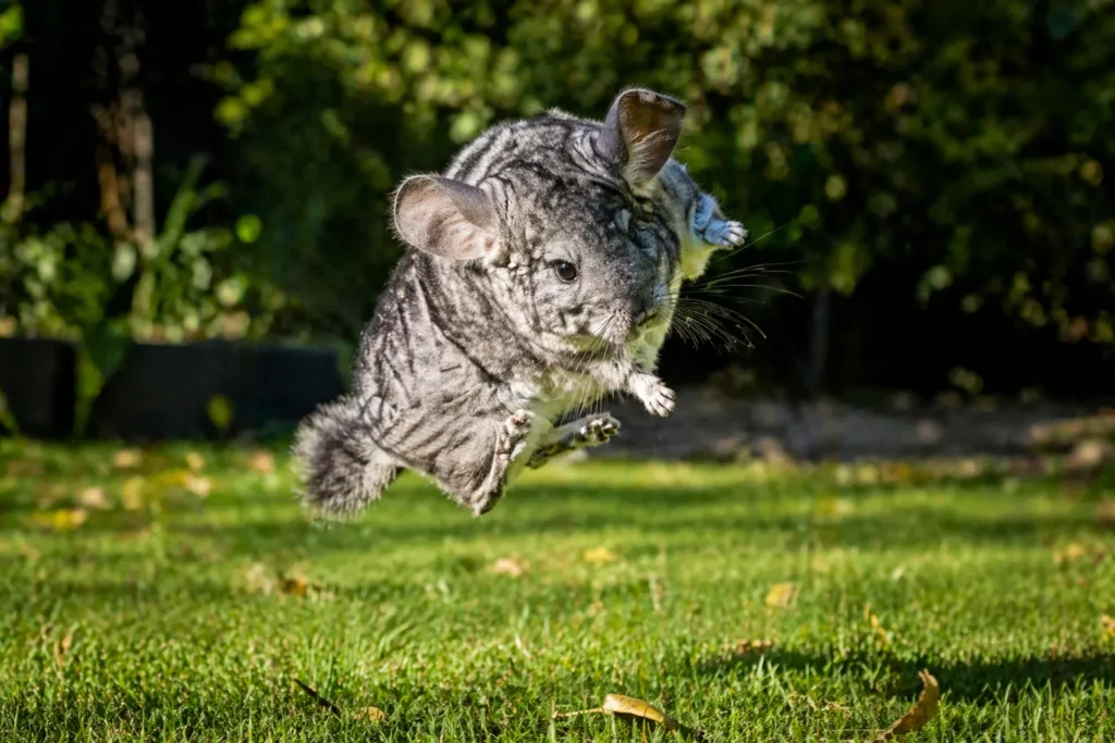 Chinchilla Health