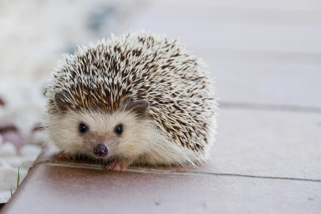 Death for Hedgehogs