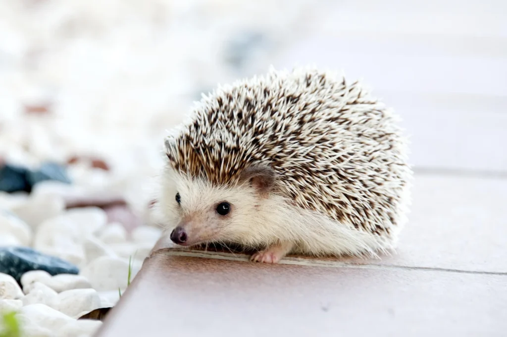 wild hedgehog dying signs hedgehog dying signs