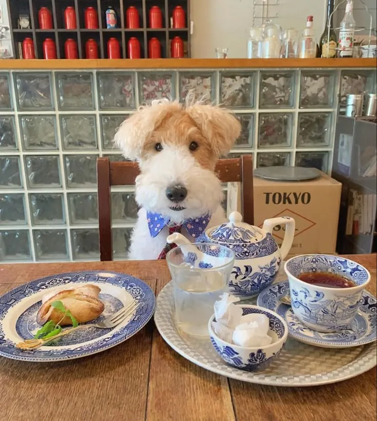 tea pets history, tea pets uk, Chinese tea pets, what are tea pets used for, Japanese tea pets, what do tea pets do, how do tea pets work, what are tea pets made of, what is the point of tea pets, clay tea pets, where to buy tea pets, tea tree oil pets, tea tree oil safe for pets,