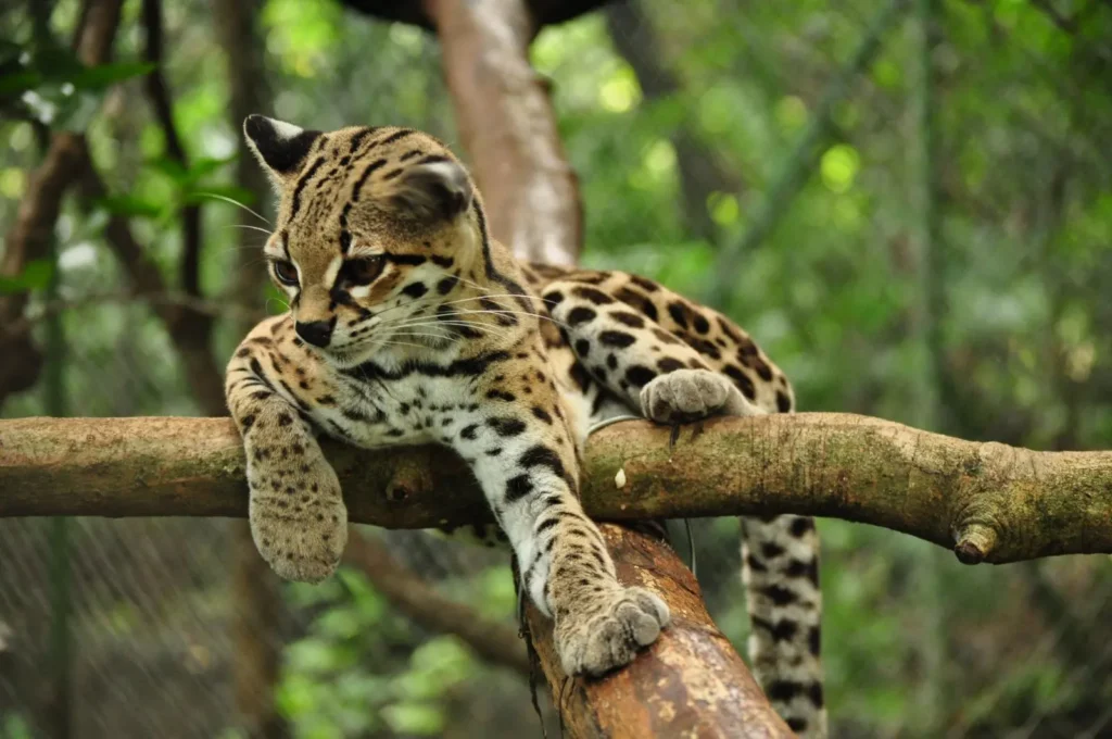 Margay as a pet for sale, Are margay cats dangerous, Margay kitten, Margay size, Margay vs Ocelot, Margay lifespan, Margay habitat, pet margay cat, margay cat pet, margay kitten for sale, margay cat price, margay cat for sale, margay as a pet,