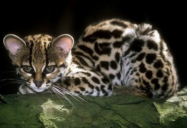 Margay as a pet for sale, Are margay cats dangerous, Margay kitten, Margay size, Margay vs Ocelot, Margay lifespan, Margay habitat, pet margay cat, margay cat pet, margay kitten for sale, margay cat price, margay cat for sale, margay as a pet,