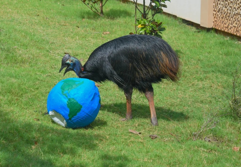 can you pet a cassowary cassowary bird pet can i own a cassowary as a pet dwarf cassowary pet can a cassowary be a pet