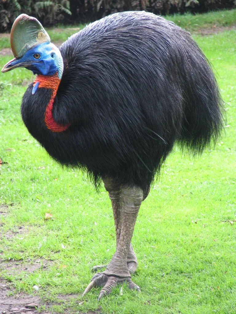 can you pet a cassowary cassowary bird pet can i own a cassowary as a pet dwarf cassowary pet can a cassowary be a pet