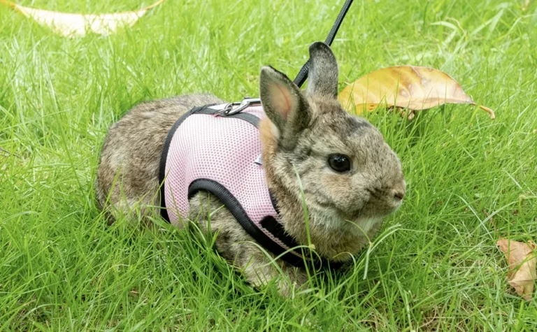 rabbit harness, bunny harness, rabbit leash, rabbit dog harness, rabbit goo dog harness, bunny in harness, bunny rabbit harness, bunny rabbit leash, harness bunny, harness on bunny, rabbit halter and leash, rabbit in harness, rabbit harness and leash,