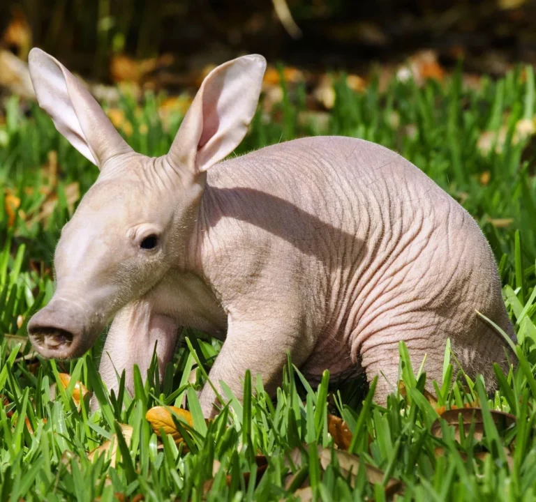 Are aardvarks shy? pet aardvark, aardvark family , aardvark diet , aardvark biome , aardvark size , aardvark in English , aardvark lifespan , are aardvarks dangerous to humans , aardvark teeth, pet anteater, aardvark as a pet ,