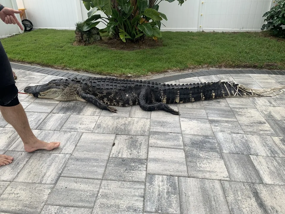 alligator as a pet, alligator fish pet, alligator gar pet, alligator pillow pet, alligator baby pet, alligator can be pet, alligator pet for sale,