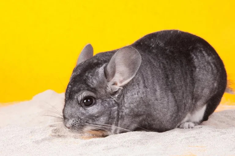 chinchilla sand bath, chinchilla bath, chinchilla dust bath, chinchilla dust,