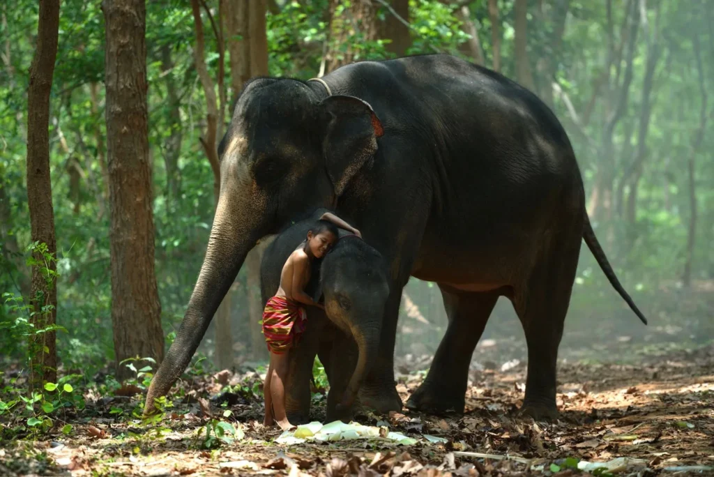 elephant as a pet, baby elephant as a pet , pet elephant names, pet elephant shrew , pet elephant, having a pet elephant , pet elephant near me, pet elephant UK ,