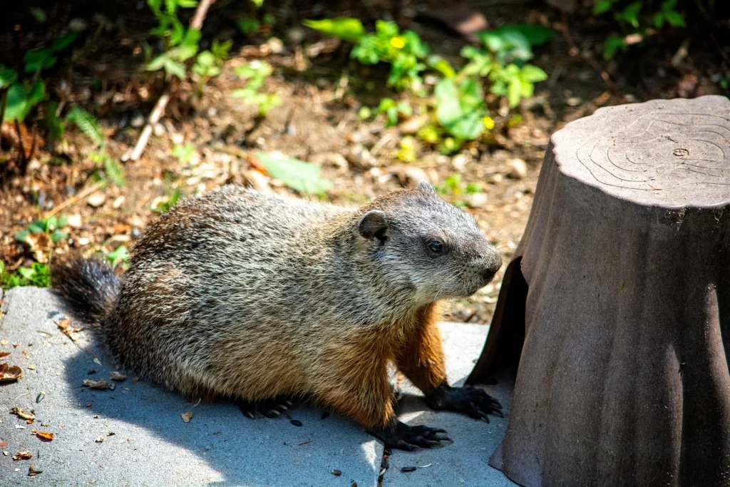 groundhog as a pet, groundhog pet, pet groundhog, groundhog pet price, Are groundhogs friendly,