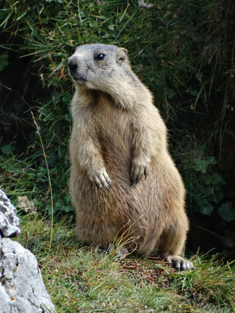 groundhog pet