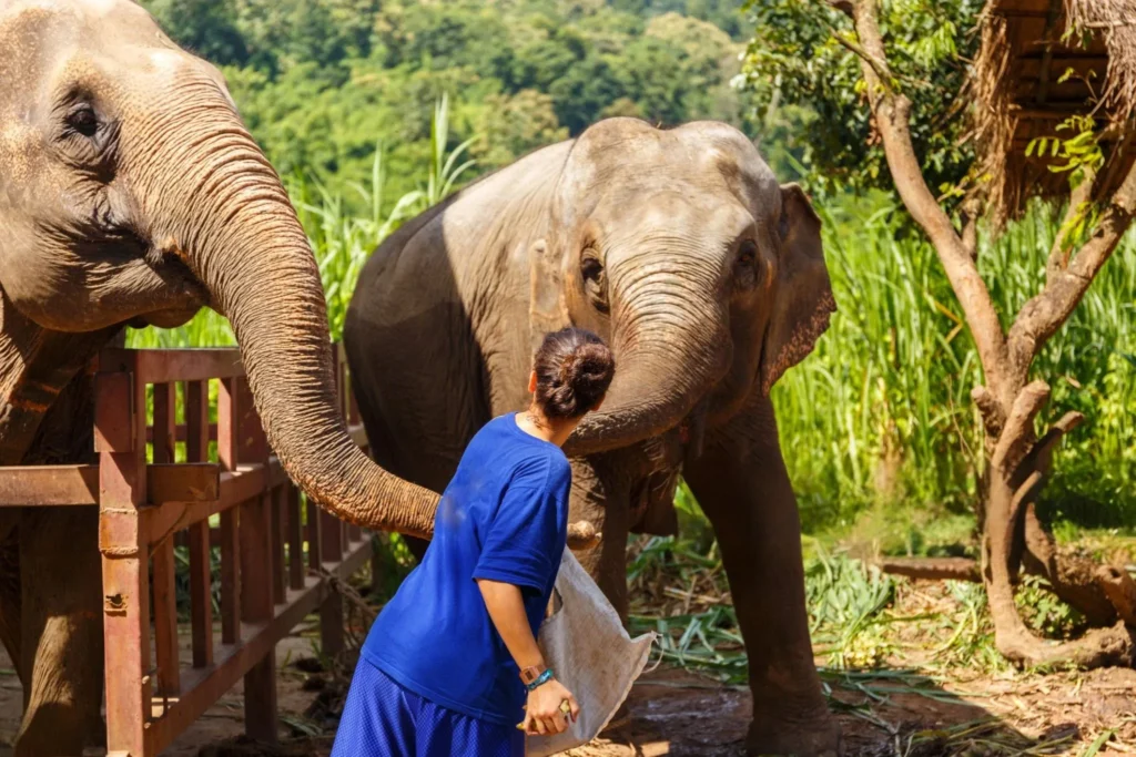 elephant as a pet, baby elephant as a pet , pet elephant names, pet elephant shrew , pet elephant, having a pet elephant , pet elephant near me, pet elephant UK ,