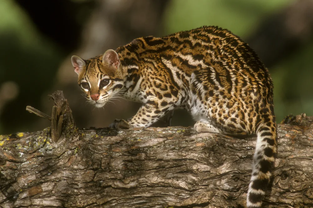 Margay as a pet for sale, Are margay cats dangerous, Margay kitten, Margay size, Margay vs Ocelot, Margay lifespan, Margay habitat, pet margay cat, margay cat pet, margay kitten for sale, margay cat price, margay cat for sale, margay as a pet,