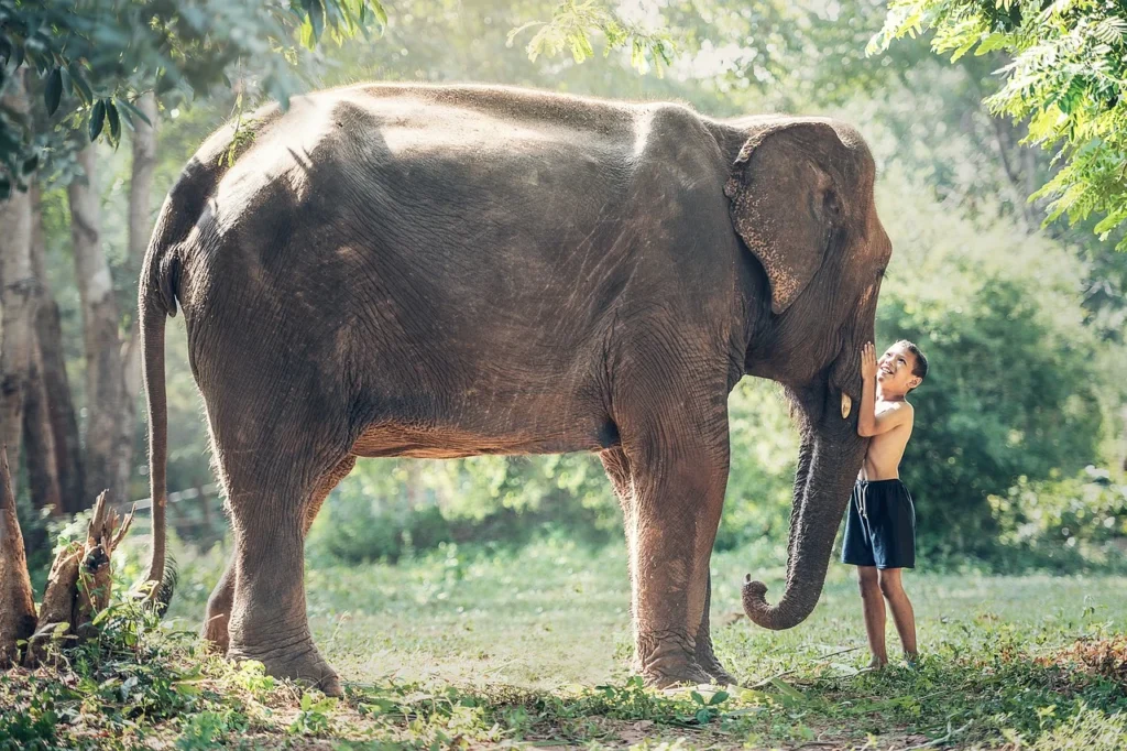 elephant as a pet, baby elephant as a pet , pet elephant names, pet elephant shrew , pet elephant, having a pet elephant , pet elephant near me, pet elephant UK ,