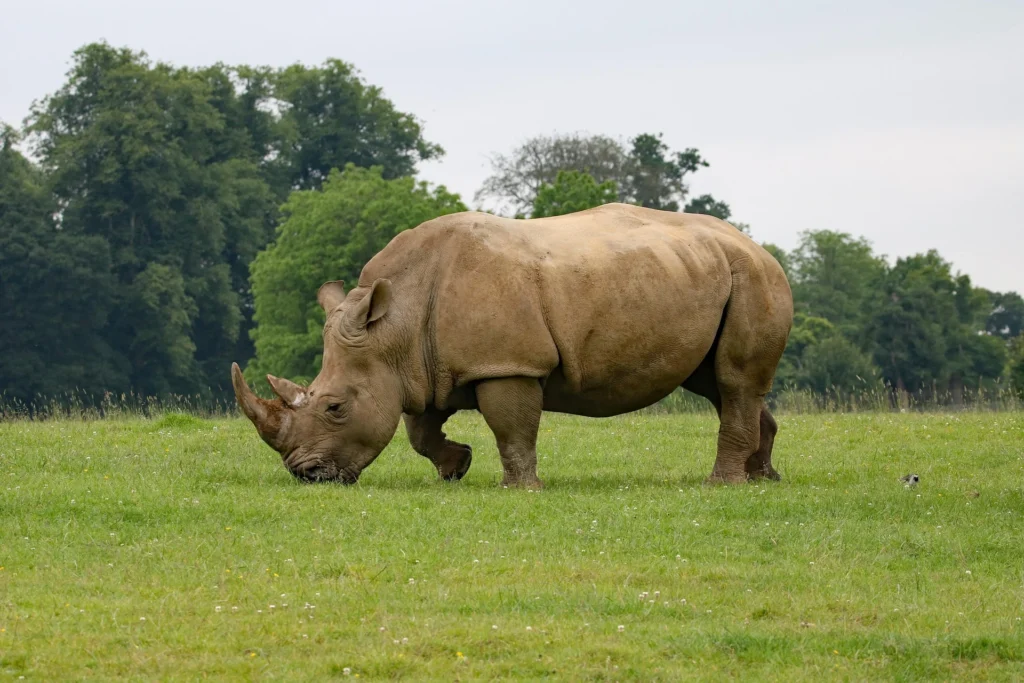 rhino as a pet, pet rhino , rhino pet , rhino price , rhino care ,, can you have a rhino as a pet , can you keep a rhino as a pet , can i have a rhino as a pet , can i keep a rhino as a pet , can you own a rhino as a pet , is it legal to have a rhino as a pet ,