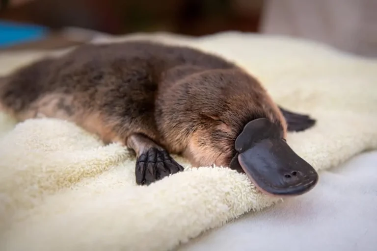 pet platypus, platypus pet price , platypus pet for sale , where is it legal to own a platypus, platypus venom , platypus eggs , can a platypus kill you , cute platypus , real platypus for sale , baby platypus , are platypus endangered,