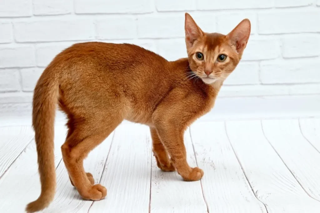 Egyptian Cat Profile: Breeds, Legends & Royal Roots 8 Egyptian Cat,
egyptian cat sphynx,
ancient egyptian cat,
egyptian cat breeds,
egyptian cat god,
egyptian cat statue,
sphynx cat egyptian cat god,
egyptian cat personality,
egyptian cat meaning,