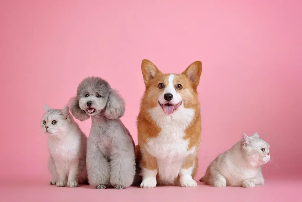 The Best Pets for Flats: A Practical Guide with Prices and Care Tips 3 best pets for flats,
good apartment pets that are cuddly,
small cuddly pets for apartments,
best apartment pets for college students,
best pets for apartments reddit,
pets for apartments that dont allow pets,
best indoor pets,
best small pets for cuddling,
top 10 easiest pets to take care of,