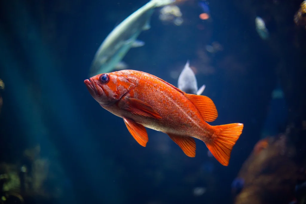 The Best Pets for Flats: A Practical Guide with Prices and Care Tips 6 best pets for flats, good apartment pets that are cuddly, small cuddly pets for apartments, best apartment pets for college students, best pets for apartments reddit, pets for apartments that dont allow pets, best indoor pets, best small pets for cuddling, top 10 easiest pets to take care of,