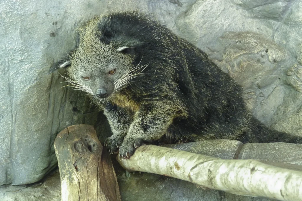 Can you Have A Binturong as a Pet? 4 Binturong as a pet, binturong pet for sale, binturong diet, binturong pet, pt binturong , binturong price,
