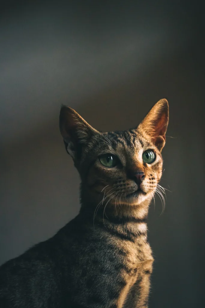 Egyptian Cat Profile: Breeds, Legends & Royal Roots 11 Egyptian Cat,
egyptian cat sphynx,
ancient egyptian cat,
egyptian cat breeds,
egyptian cat god,
egyptian cat statue,
sphynx cat egyptian cat god,
egyptian cat personality,
egyptian cat meaning,