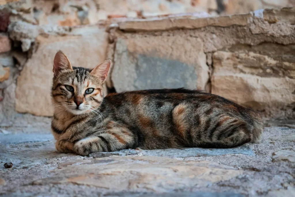 Egyptian Cat Profile: Breeds, Legends & Royal Roots 3 Egyptian Cat,
egyptian cat sphynx,
ancient egyptian cat,
egyptian cat breeds,
egyptian cat god,
egyptian cat statue,
sphynx cat egyptian cat god,
egyptian cat personality,
egyptian cat meaning,