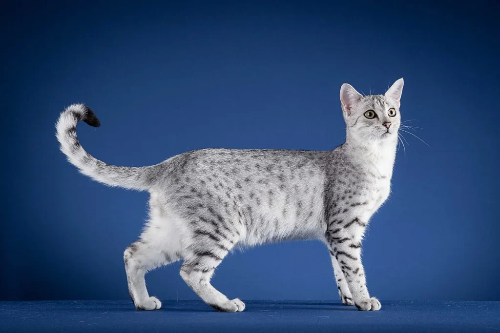 Egyptian Cat Profile: Breeds, Legends & Royal Roots 6 Egyptian Cat,
egyptian cat sphynx,
ancient egyptian cat,
egyptian cat breeds,
egyptian cat god,
egyptian cat statue,
sphynx cat egyptian cat god,
egyptian cat personality,
egyptian cat meaning,