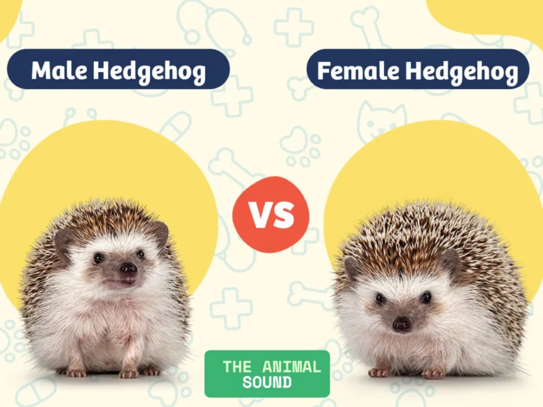 Male Vs Female Hedgehog, hedgehog pet, hedgehog pet for sale, hedgehog lifespan, are hedgehogs good pets, hedgehog cage, pet hedgehog lifespan, what do pet hedgehogs eat, hedgehog habitat, how to take care of a hedgehog,
