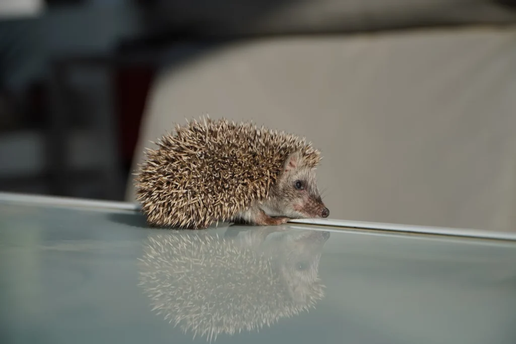 How Much Does A Hedgehog Cost? 3 Hedgehog Cost,
hedgehog cost per month,
how much does a hedgehog cost at petsmart,
hedgehog for sale,
pygmy hedgehog cost,
hedgehog lifespan,
hedgehog cage,
hedgehog cost california,
are hedgehogs good pets,
