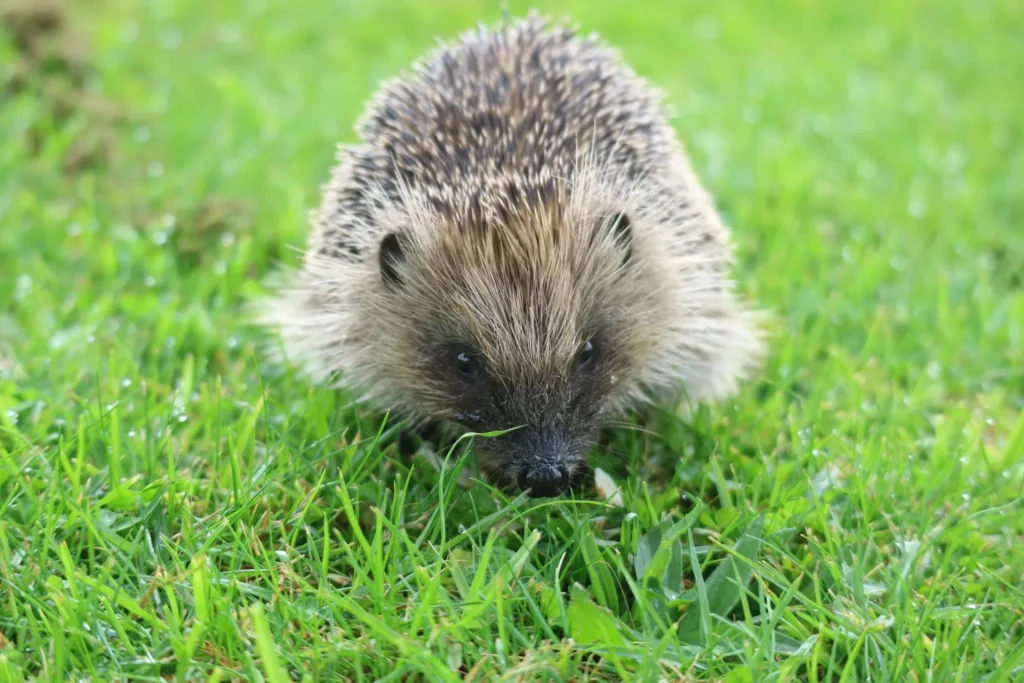 How Much Does A Hedgehog Cost? 5 Hedgehog Cost, hedgehog cost per month, how much does a hedgehog cost at petsmart, hedgehog for sale, pygmy hedgehog cost, hedgehog lifespan, hedgehog cage, hedgehog cost california, are hedgehogs good pets,