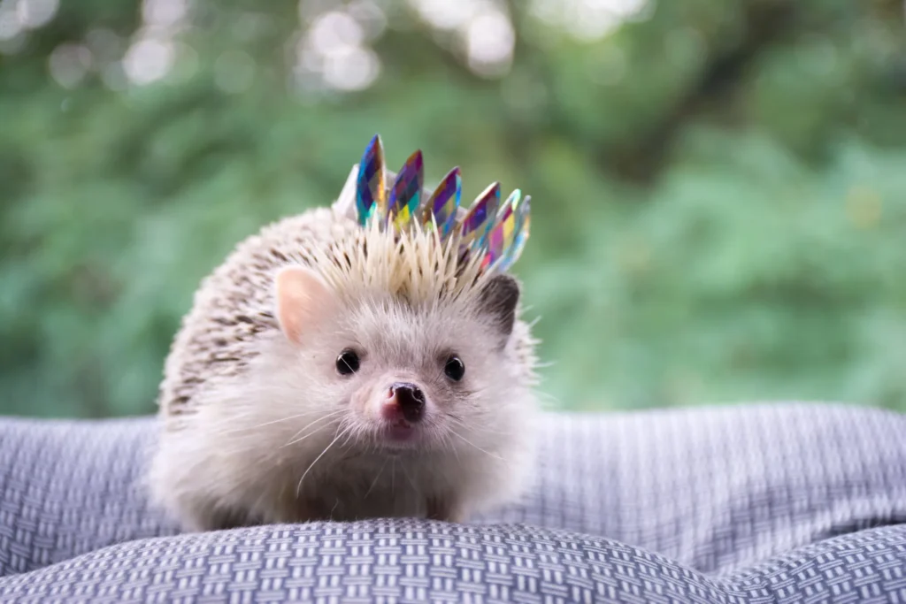 How Much Does A Hedgehog Cost? 4 Hedgehog Cost,
hedgehog cost per month,
how much does a hedgehog cost at petsmart,
hedgehog for sale,
pygmy hedgehog cost,
hedgehog lifespan,
hedgehog cage,
hedgehog cost california,
are hedgehogs good pets,