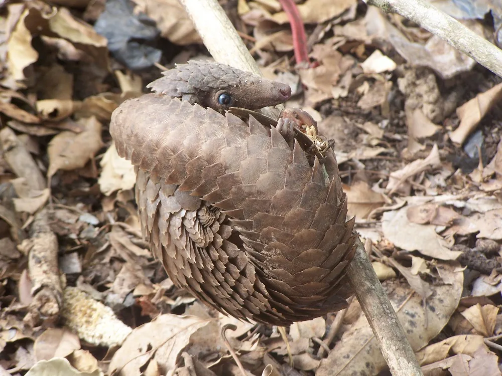 Can You Own A Pet Pangolin? 6 pangolin pet, pangolin as a pet, pet pangolin, pangolin pet price, pangolin for sell , pangolin adoption,