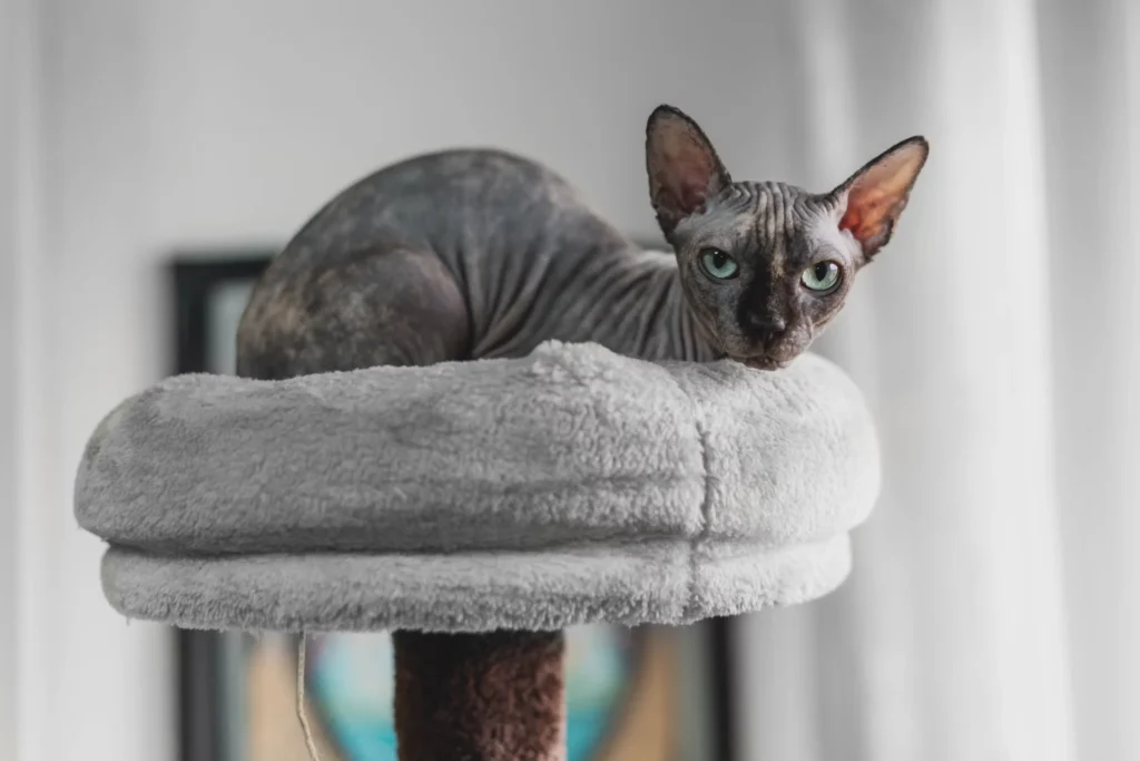 Egyptian Cat Profile: Breeds, Legends & Royal Roots 10 Egyptian Cat,
egyptian cat sphynx,
ancient egyptian cat,
egyptian cat breeds,
egyptian cat god,
egyptian cat statue,
sphynx cat egyptian cat god,
egyptian cat personality,
egyptian cat meaning,