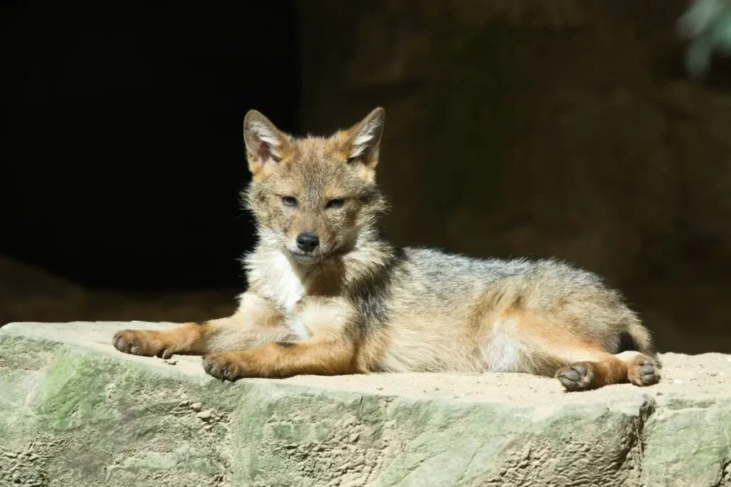 Why Do Coyotes Howl at Night? 5 Why Do Coyotes Howl at Night