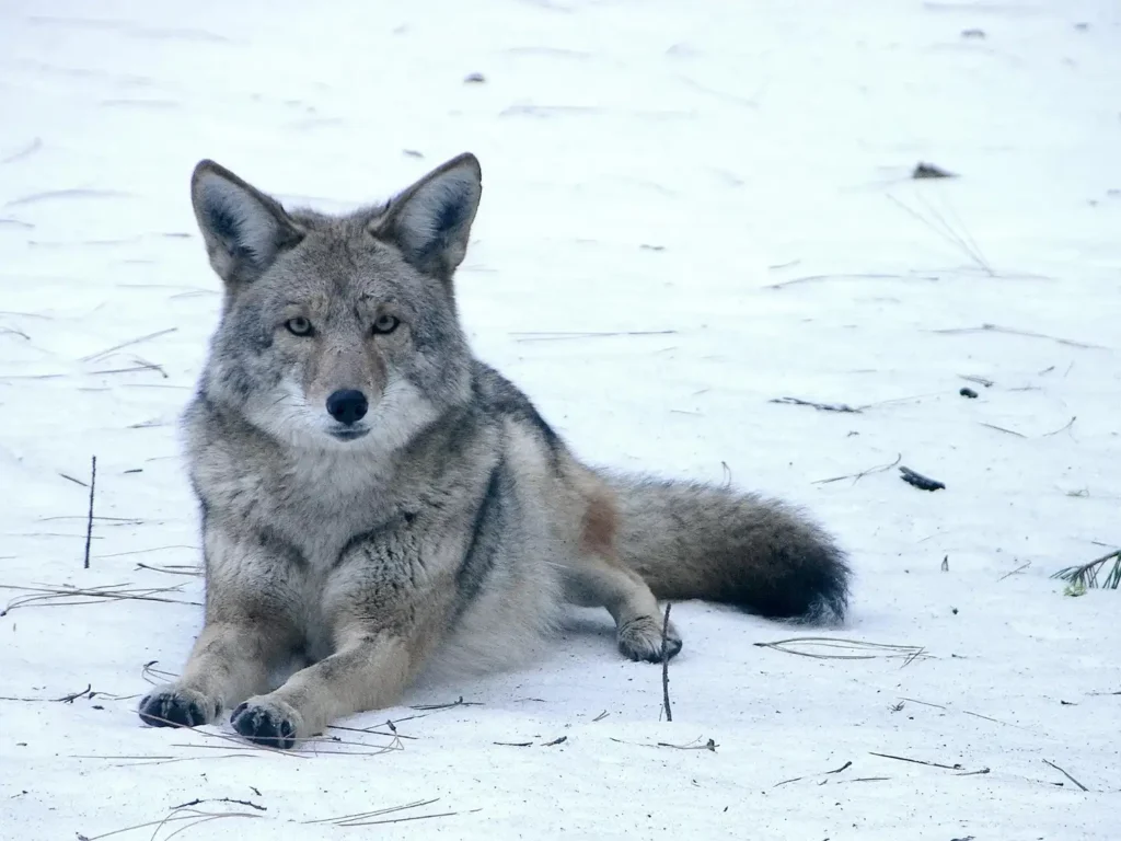 Why Do Coyotes Howl at Night