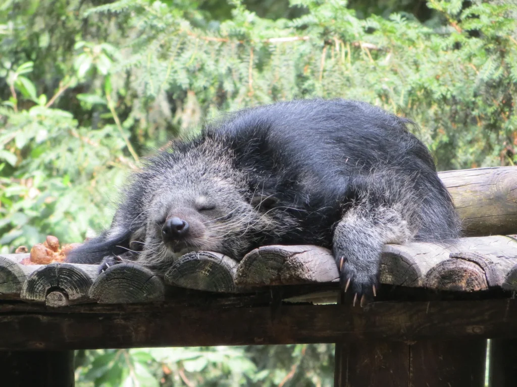 Can you Have A Binturong as a Pet? 7 Binturong as a pet, binturong pet for sale, binturong diet, binturong pet, pt binturong , binturong price,