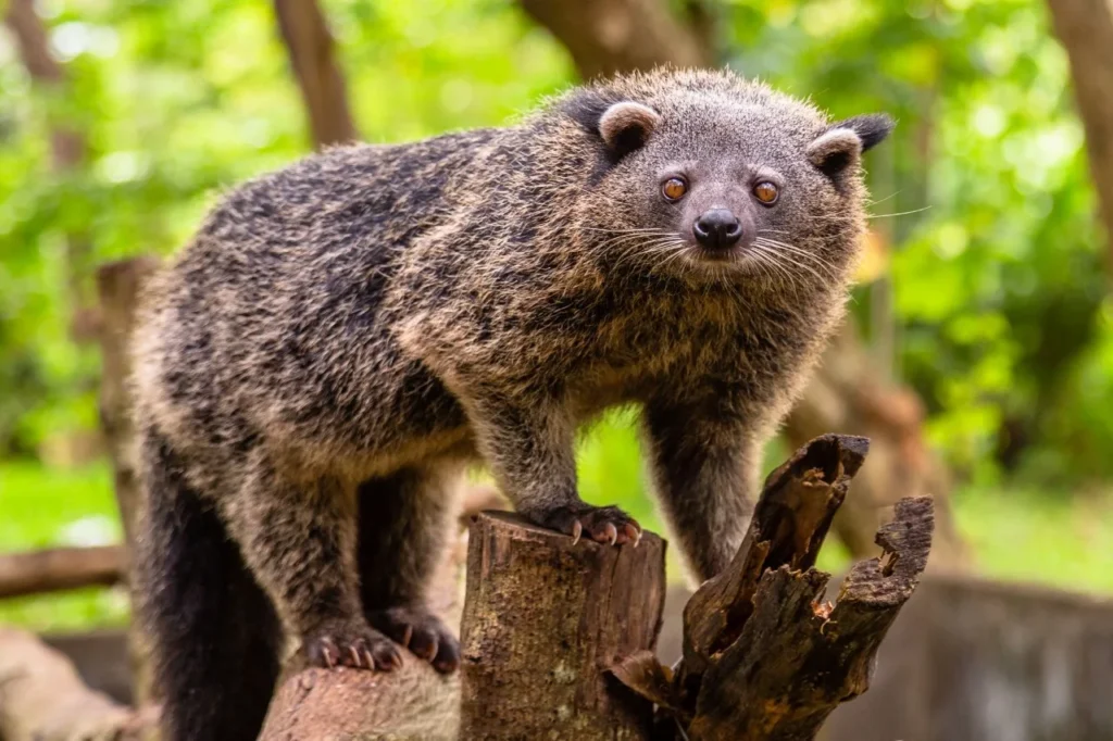 Can you Have A Binturong as a Pet? 6 Binturong as a pet, binturong pet for sale, binturong diet, binturong pet, pt binturong , binturong price,