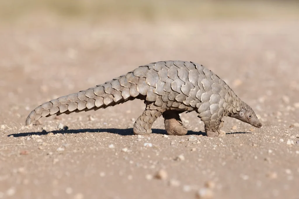 Can You Own A Pet Pangolin? 5 pangolin pet, pangolin as a pet, pet pangolin, pangolin pet price, pangolin for sell , pangolin adoption,