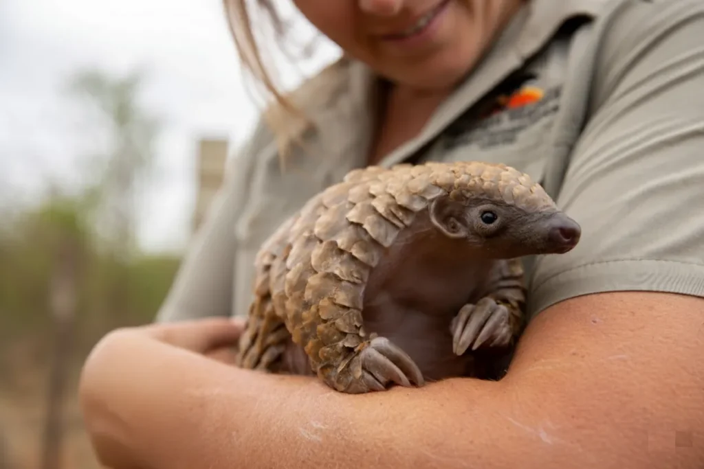 Pangolin as a Pet? The Ugly Truth You Need to Know 5 pangolin pet,
pangolin as a pet,
pet pangolin,
pangolin pet price,
pangolin for sell ,
pangolin adoption,