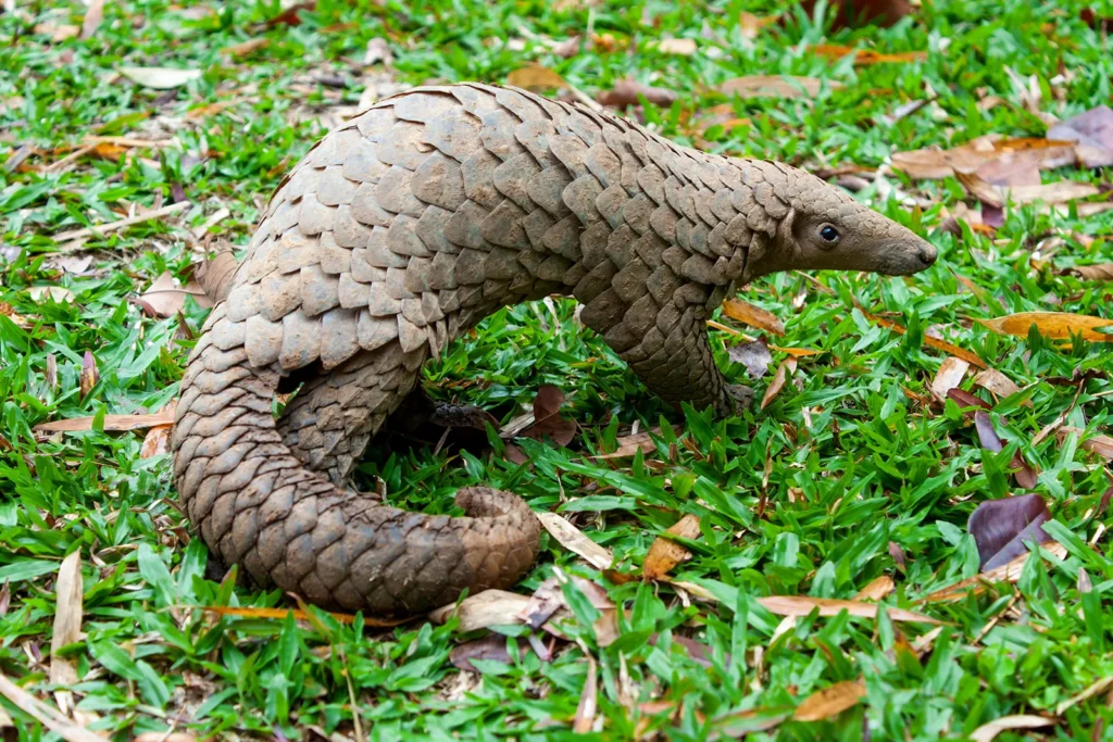 Can You Own A Pet Pangolin? 3 pangolin pet,
pangolin as a pet,
pet pangolin,
pangolin pet price,
pangolin for sell ,
pangolin adoption,